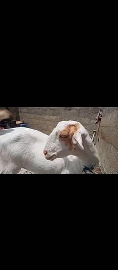 Teddy Goat