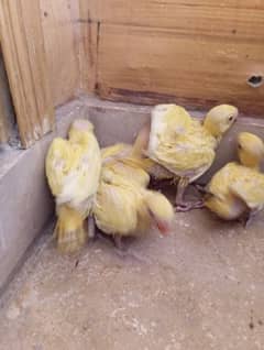 yellow