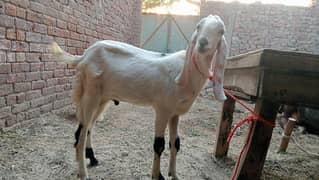 2adad paka khera korbani wala bakra for sale price 90000