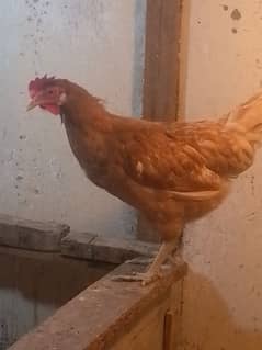 golden misri