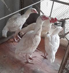 heera male and females and lasani female