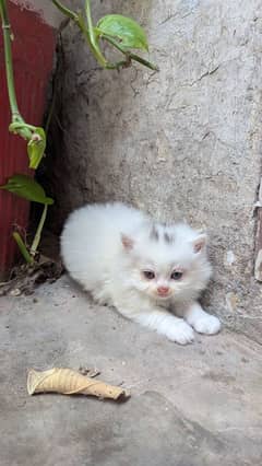 persian white triple coated