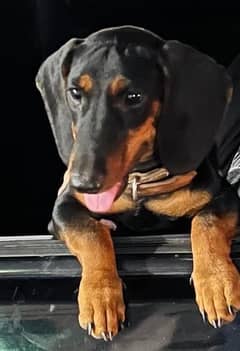 Extreme Quality Dachshund Puppy up for Rehoming