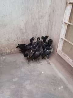 Black Thai Chicks for sale, Whatsapp number is 3180442088