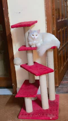 Perdition cat sale