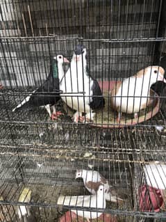Pigeons for sale