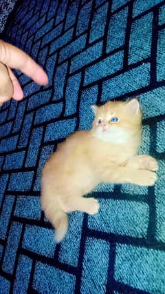 Persian kittens available