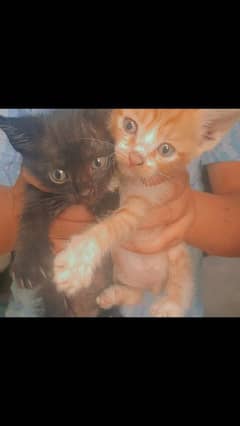 pair of two kittens