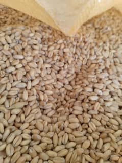 gandum for sale