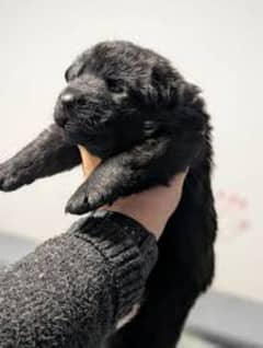 Black German shepherd puppies available for sale