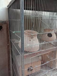 cages kabootar cocktail fisher for sale