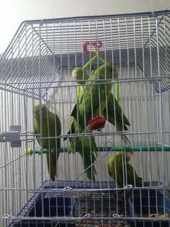 GREEN