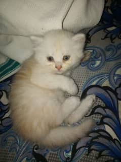 persion kitten for sale