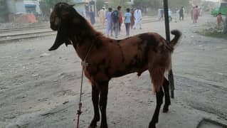 donda bakra for sale 03244145082