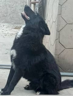 puppy