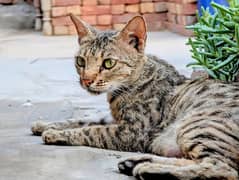 Pakistani famous cat