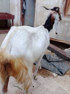 bakriya