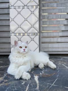 Persian