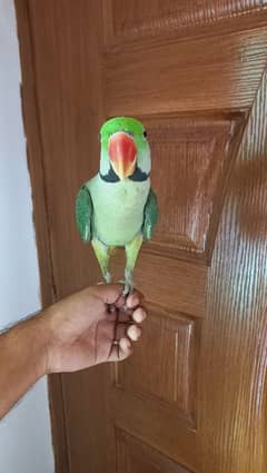 parrot