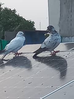 pigeon kabutar mix