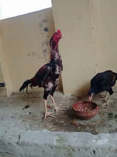 Aseel