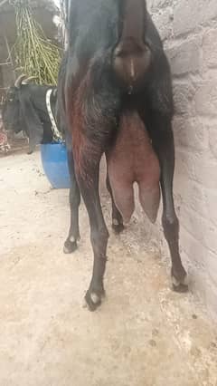 Goat / Bakri / Ghaban brown bakri / Qurbani goat / bakri for sale