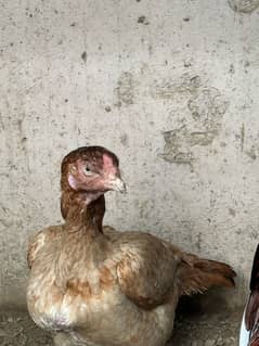 shamo x Amroha chick for sale