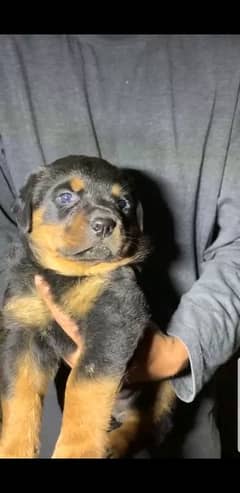 rottweiler puppy for sale