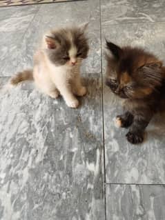 Peki Kitten Pair For Sale Tripal Coat
