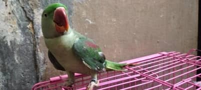 Lovely Talking Parrot For Sale, WhatsApp 03004963651