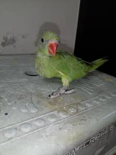 green ring neck parrot baby