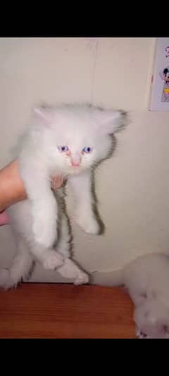 Kitten for sale
