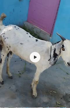 4 dant Bakri for qurbani