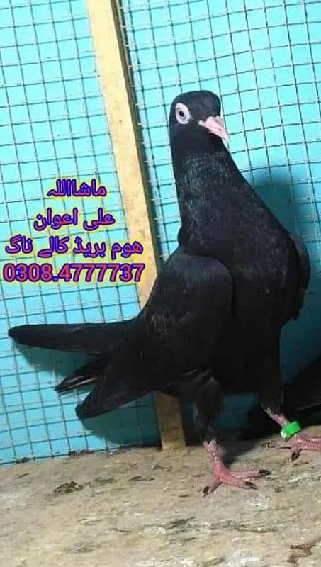 Pure pegions kabutar birds medicine Black teddy Pigeons Kabootar 13