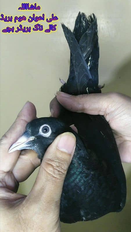 Pure pegions kabutar birds medicine Black teddy Pigeons Kabootar 14