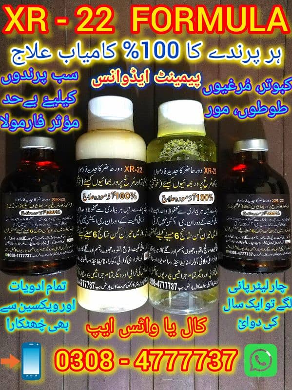 Pure pegions kabutar birds medicine Black teddy Pigeons Kabootar 16