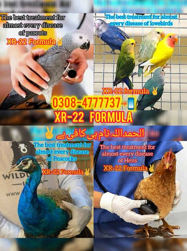 Pure pegions kabutar birds medicine Black teddy Pigeons Kabootar 18