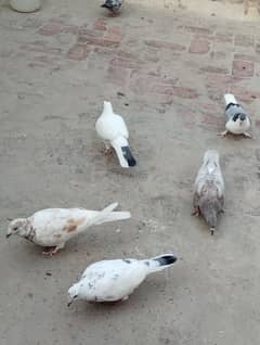 for sale pigeons