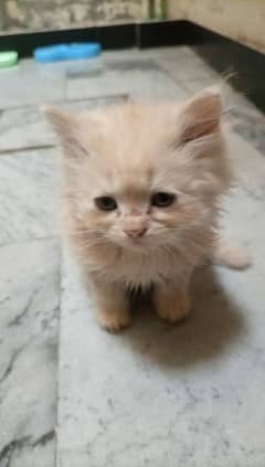 Cat For Sell