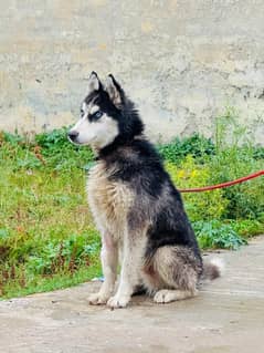 Siberian
