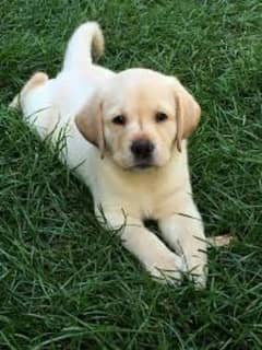 Labrador