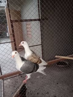 pigeon