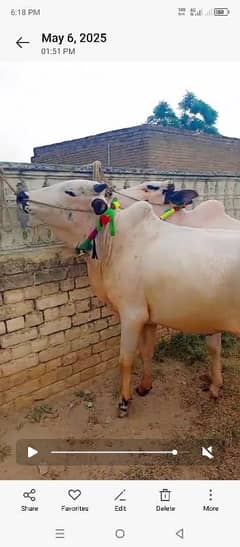 Qurbni2025 bulls for sale 2 dant