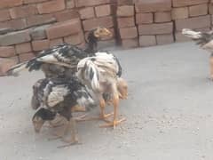 pure aseel chiks 4 month age blue eyes and with eyes