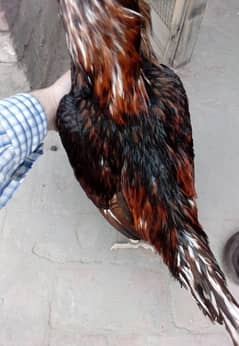 aseel rooster