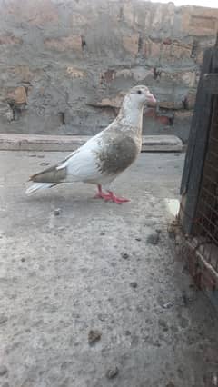 White Sherazi breeder male for sale