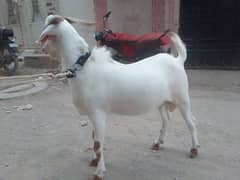 Bakara