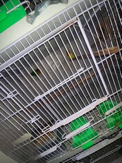 parrots with cage