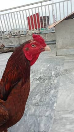 Aseel