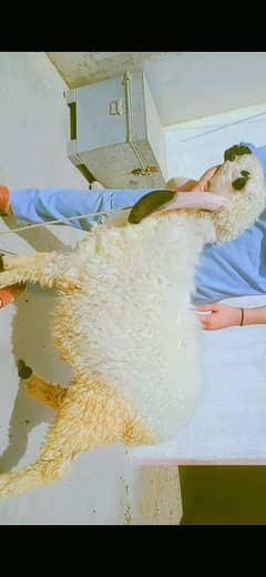 dumba 55kg plus qurbani 2025